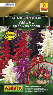 Сальвия Аморе, смесь окрасок