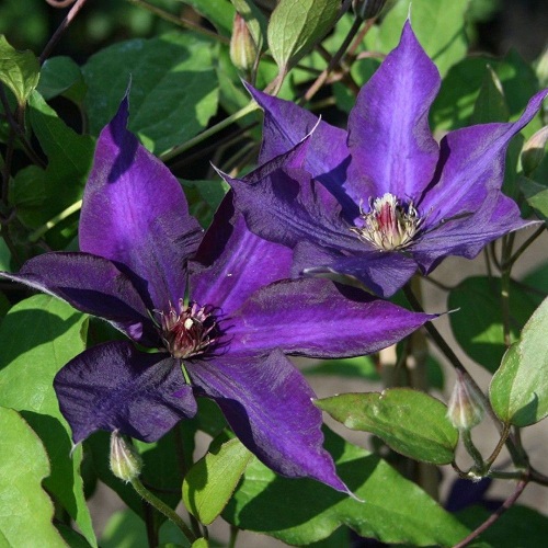Clematis Guiding Star_2
