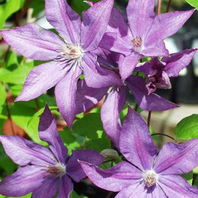 Clematis Bagatelle / Dorothy Walton