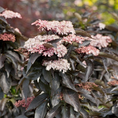 Sambucus Black Tower