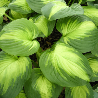 Hosta Enchiladas