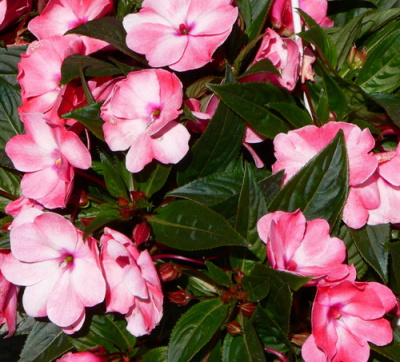 Impatiens_Paradise_Kimbia