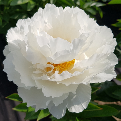 Paeonia Marshmallow Puff
