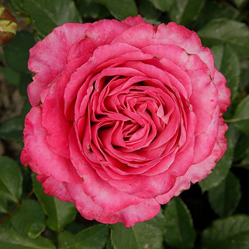 Rosa All4Love_3