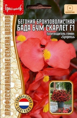 Бегония Бада Бум Скарлет