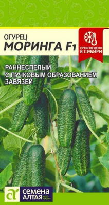 Огурец Моринга