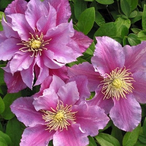 Clematis Piilu_3