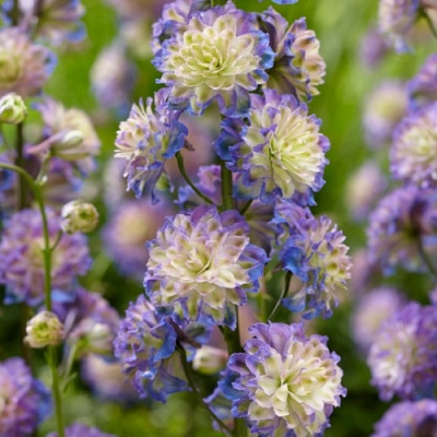 Delphinium Highlander Purple Surprise