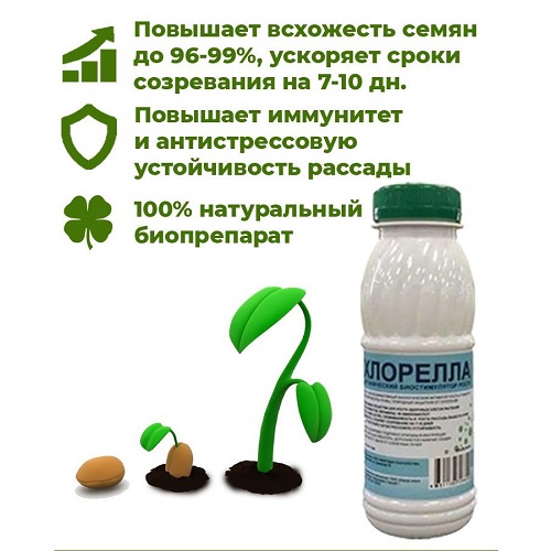 Хлорелла1