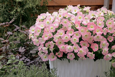 Petunia Trilogy Salmon Morn