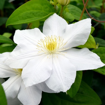 Clematis Madame Le Coultre
