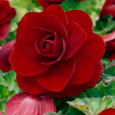 Begonia Double Dark Red
