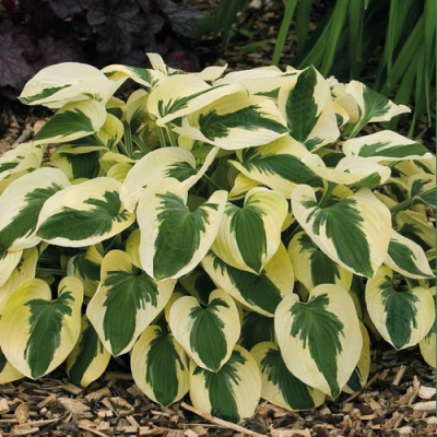 Hosta Brim Cup