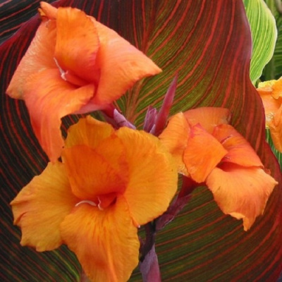 Canna (decor) Tropicana