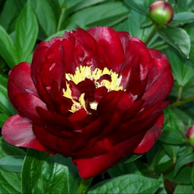 Paeonia Buckeye Belle