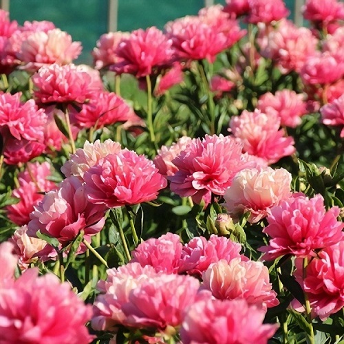 Paeonia Lorelei_4