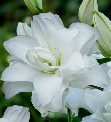 Lilium oriental hybrids Lotus Pure