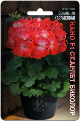 Пеларгония Нано Скарлет биколор