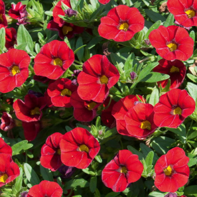 Calibrachoa Nio Red