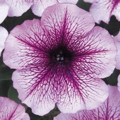 Petunia Mirage Lavender