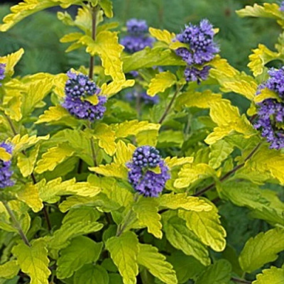 Caryopteris Hint of Gold6