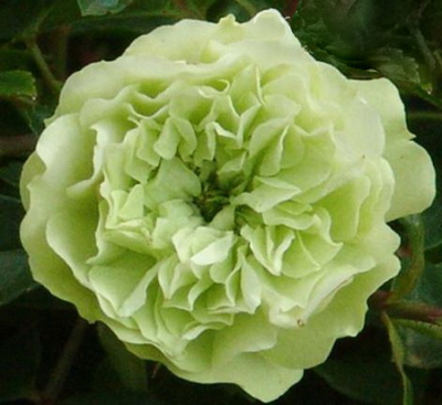 роза Green Ice