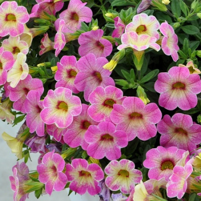 Calibrachoa-Chameleon-Pink-Passion