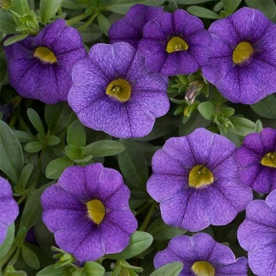 Calibrachoa Unique Blue Violet