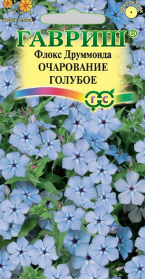 Флокс друммонда Очарование голубое