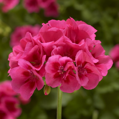 Пеларгония Puro Rose Splash