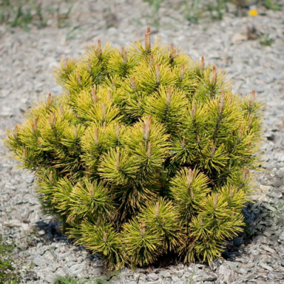 Pinus mugo Mops Gold