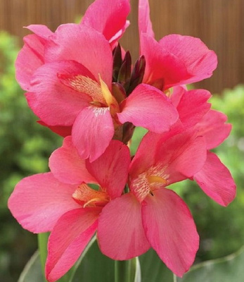 Canna Shining Pink