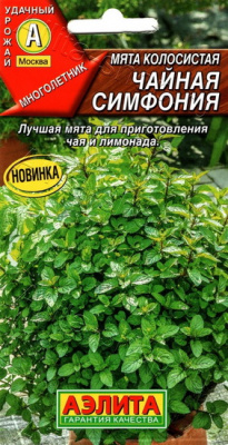 Мята колосистая Чайная симфония