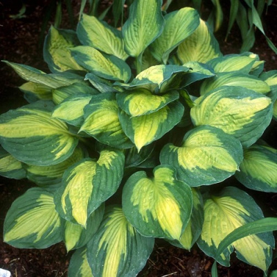 Hosta Capitain Kirk