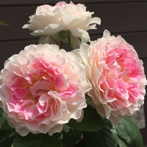Rosa Guernsey