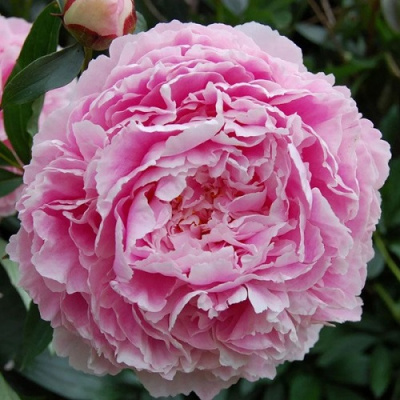 Paeonia Sarah Bernhardt Unique_2