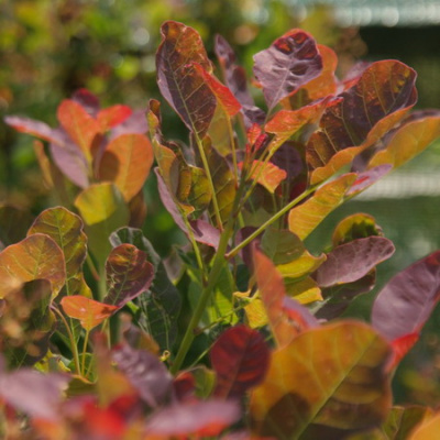 Cotinus coggygria 'Red Spirit'