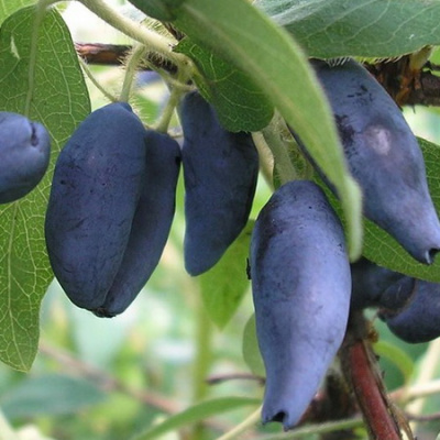 Lonicera Rebeka