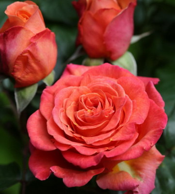 Rosa La Palma