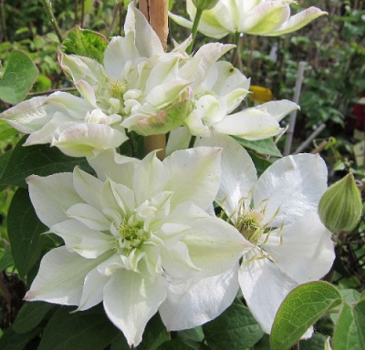 Clematis Baby Star