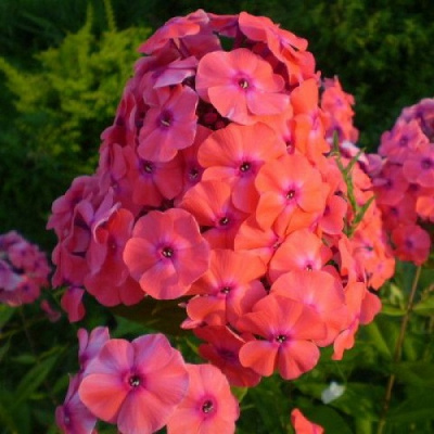 Phlox Younique Orange_2