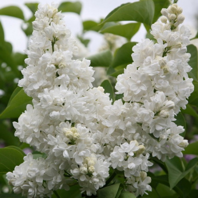 Syringa Mme Lemoine