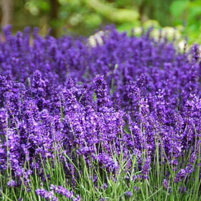 Lavandula Hidcote Blue_1