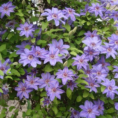 Clematis Hybrida Sieboldii_3