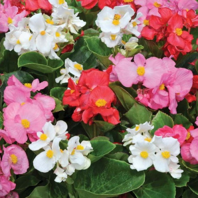 Begonia Highlight Mix