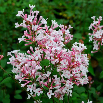 Syringa_microphylla_Superba