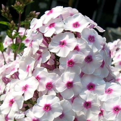 Phlox Graf Zeppelin_2