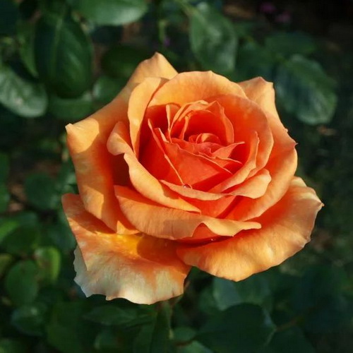 Rosa Ashram_1