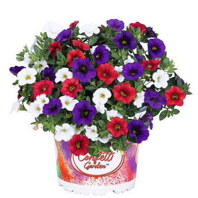 Calibrachoa Floraset Country 2026