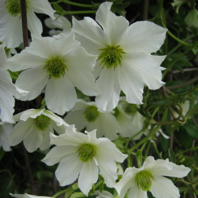 Clematis 'Early Sensation'